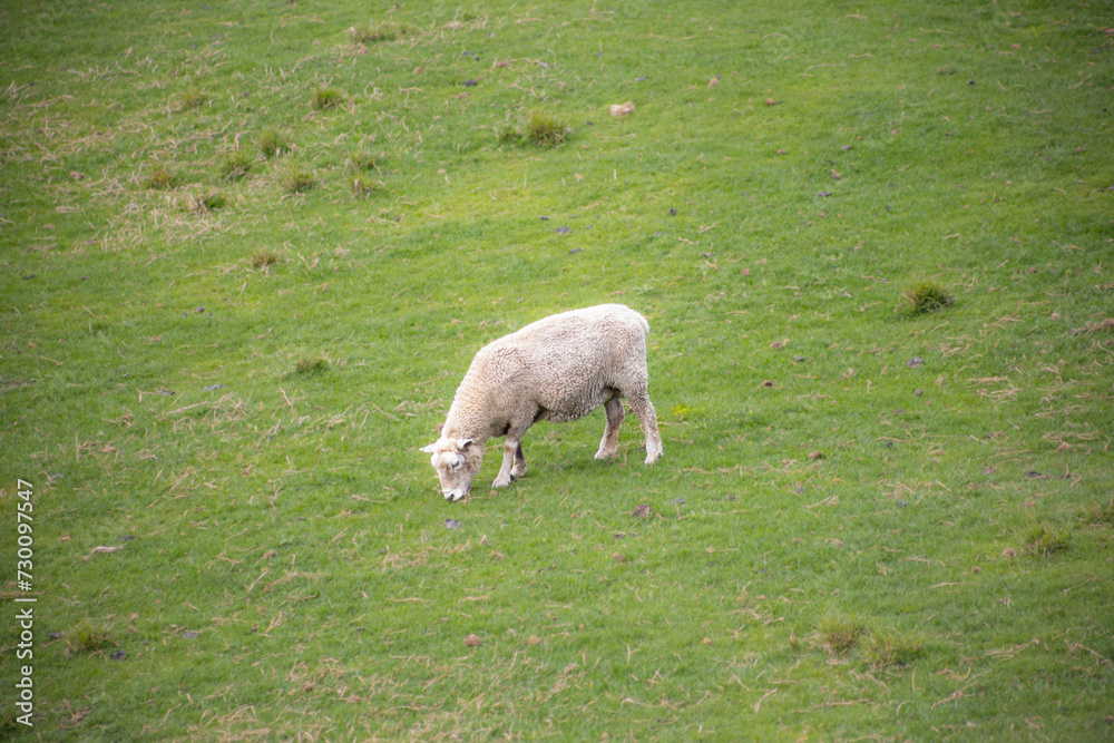 Fototapeta premium sheep grazing on green meadow in north island of new zealand