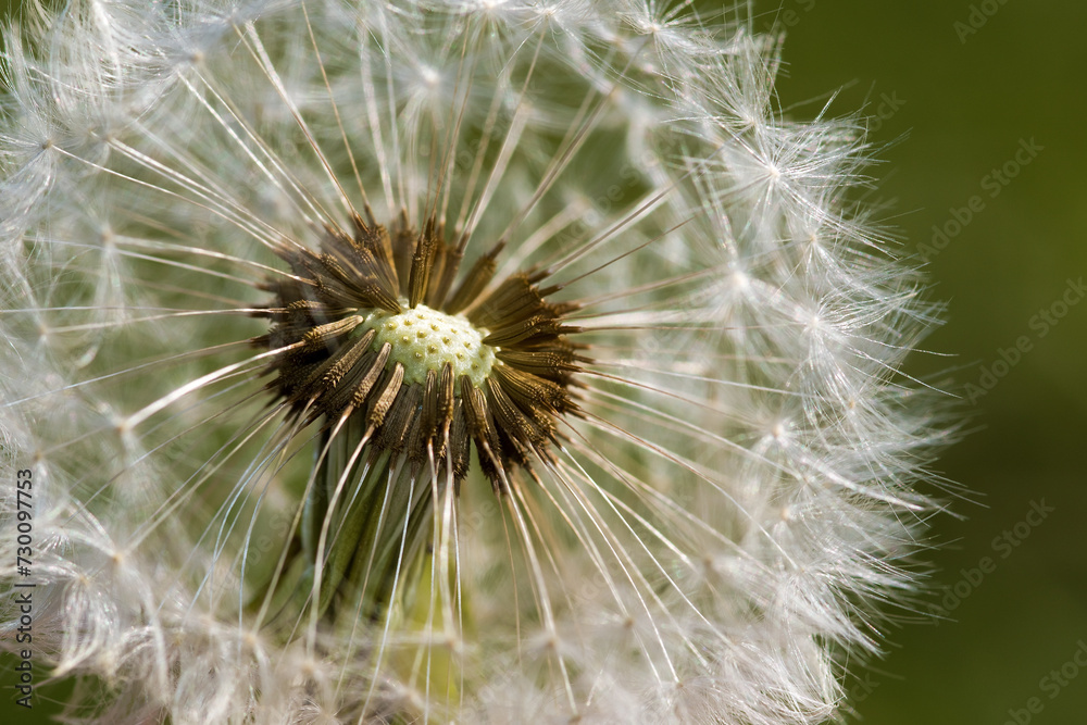 Macroaufnahme von einer Pusteblume, Löwenzahn Macroaufnahme von einer Pusteblume, Löwenzahn