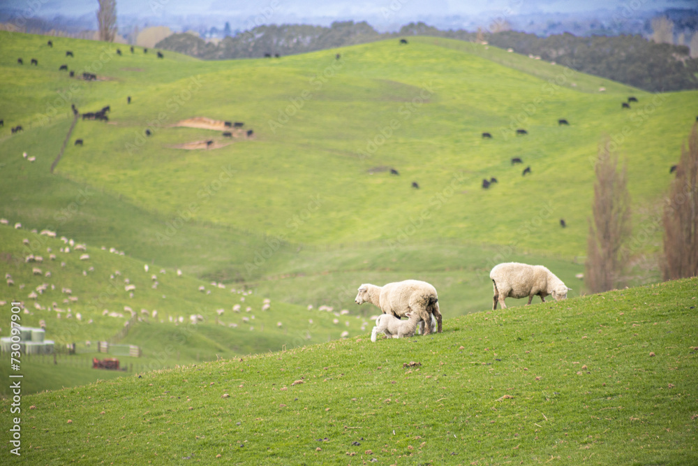 sheep grazing with lambs in green orchard on north island of new zealand