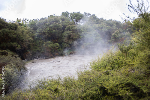 geyser water in river between trees in rotoura, new zealand