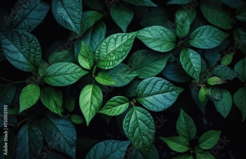 Nature View Of Green Leaf Background, Dark Wallpaper Concept.