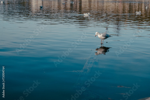 ducks on the lake