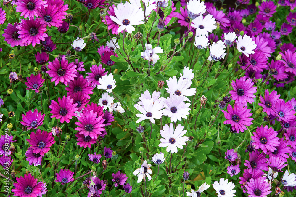 Group of white and violet daisies. Group of white and violet daisies.