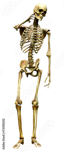 3D Rendering Human Skeleton on White