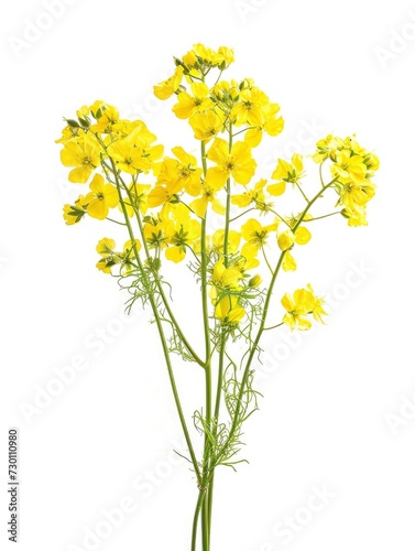 Rapeseed with many lush flowers on white background