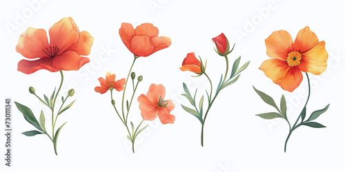 watercolor flower. Floral design elements isolated on white background