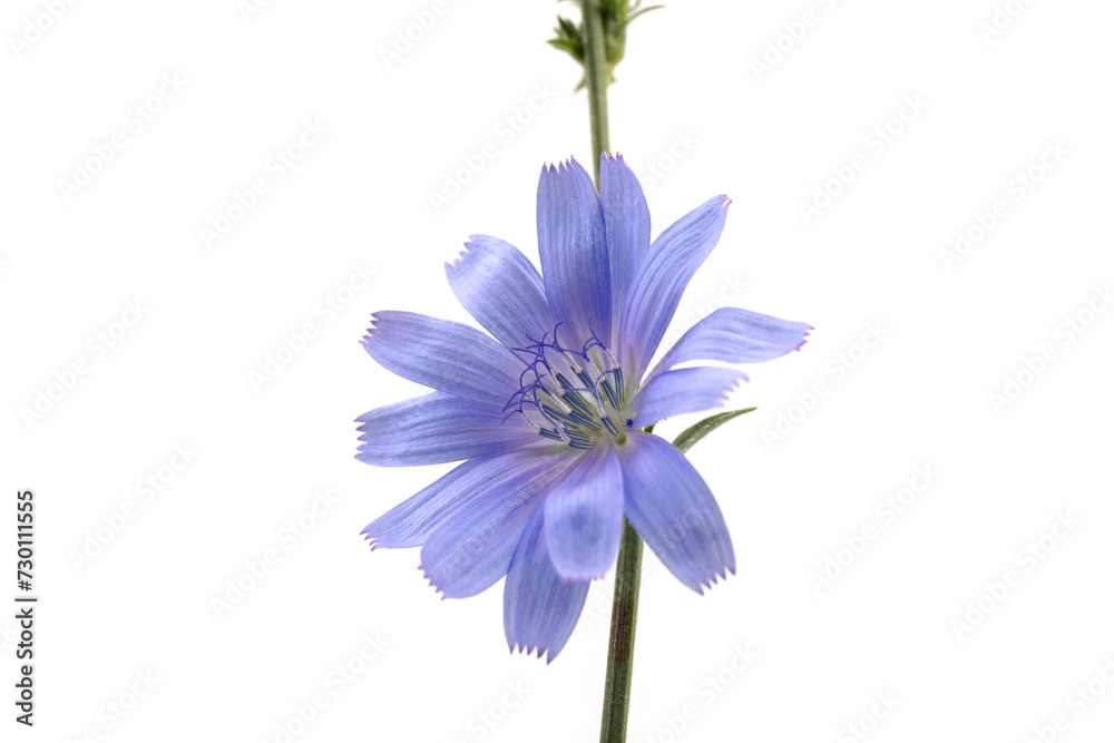 Cichorium intybus - common chicory flowers isolated on white background. Flowers of chicory for package design.