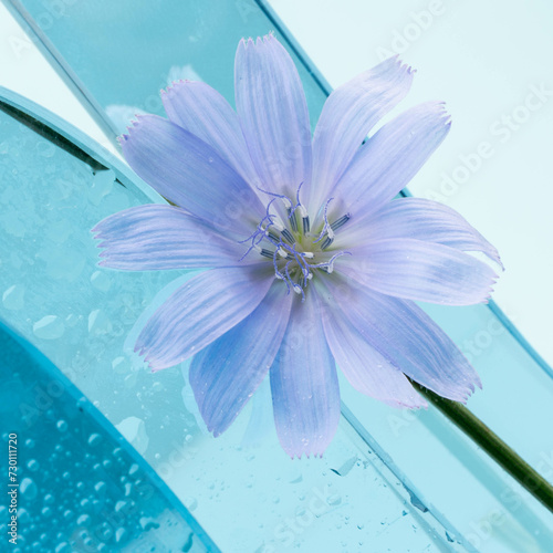 Cichorium intybus - common chicory flowers isolated on blue background. Beautifull flowers of chicory.