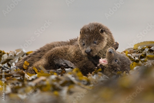 OTTER PLAYFIGHT © LEE