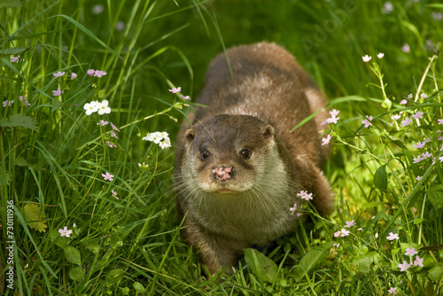 OTTER IN THE MEADOW