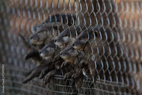 CAGED OTTERS photo