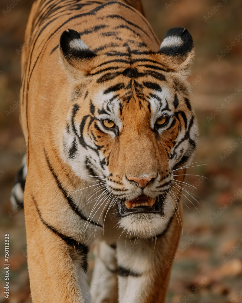 Obraz premium TIGER MEAN FACE