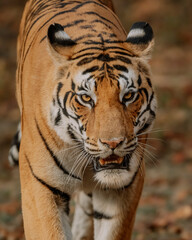 Tableau sur verre  TIGER MEAN FACE  © LEE