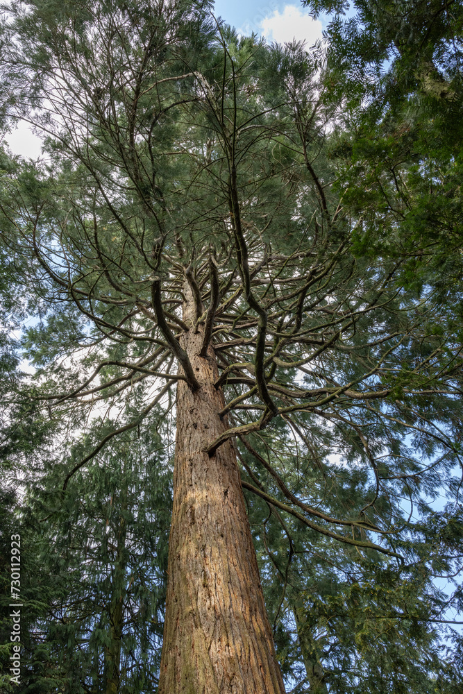 Fototapeta premium tree in the forest frog shot
