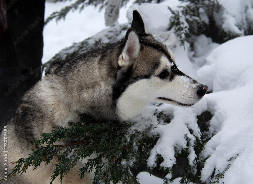 The dog is lying alone in the snow. Close-up portrait. Husky Breed The dog is lying alone in the snow. Close-up portrait. Husky Breed