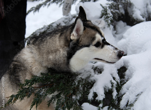 The dog is lying alone in the snow. Close-up portrait. Husky Breed