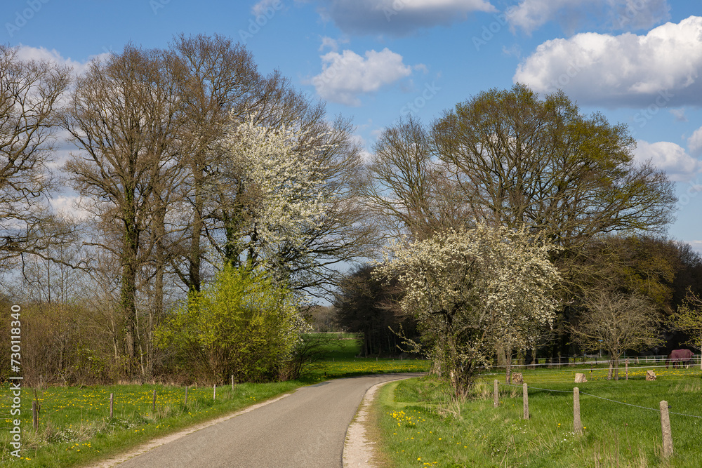 road in the countryside with trees and blossum