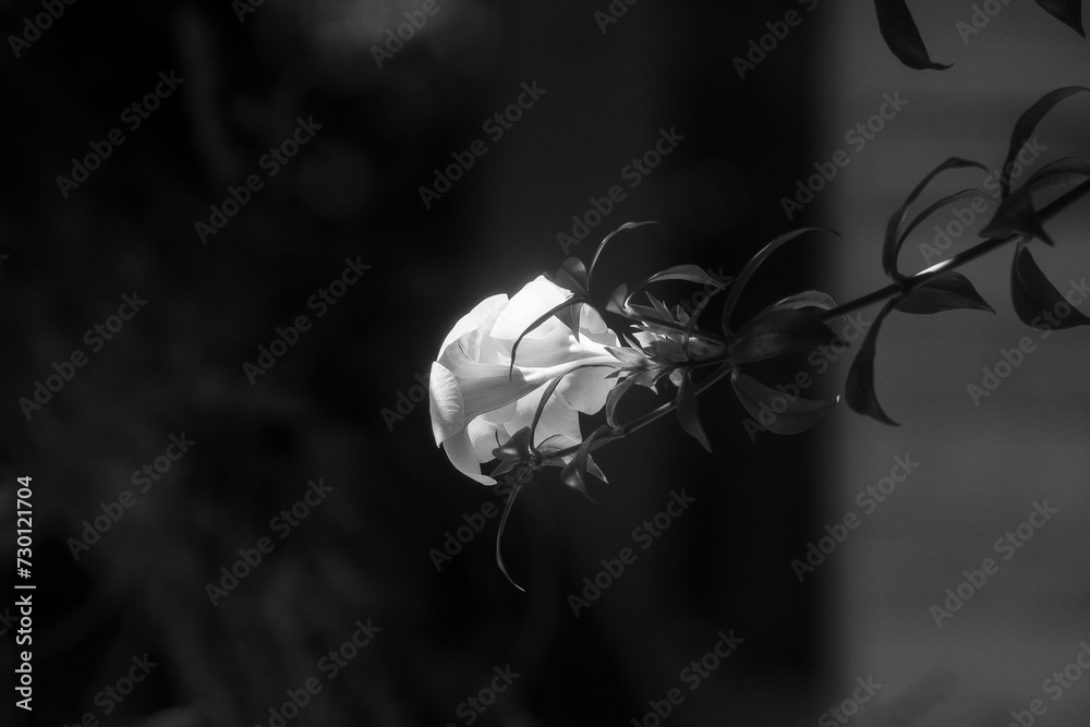 Flowers and leaves against the sun will be more beautiful, all magical from the rays of sunlight spreading across the forest Flowers and leaves against the sun will be more beautiful, all magical from the rays of sunlight spreading across the forest