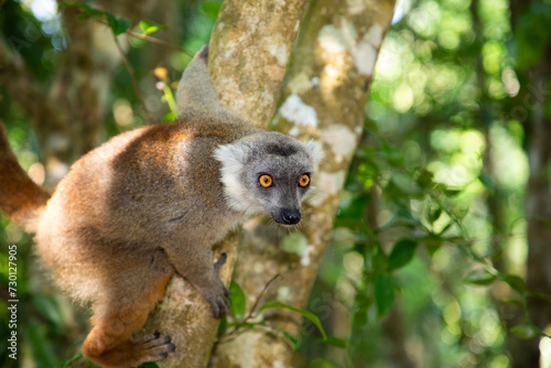 Crowned lemur (Eulemur Coronatus), endemic animal © Elena