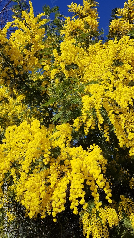 MIMOSA MIMOSA