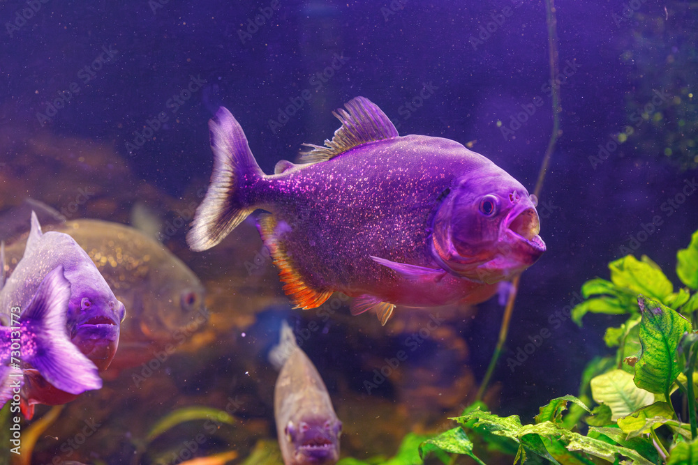 underwater photography of fish Pygocentrus nattereri