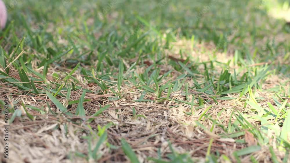 Easter Egg Hunt. Hand takes Easter eggs from grass. Child collects Easter eggs in the garden. Easter holiday tradition. Spring religious holiday. Easter Egg Hunt. Hand takes Easter eggs from grass. Child collects Easter eggs in the garden. Easter holiday tradition. Spring religious holiday.