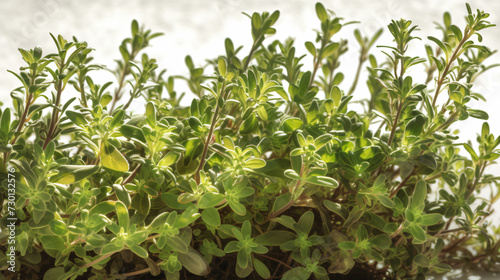 Thyme as a stylish ingredient in modern cuisine.