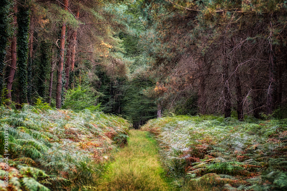 Fototapeta premium Forêt 