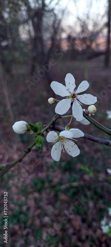 Apfelbaum, Blüte, Frühling (ID: 730143752)