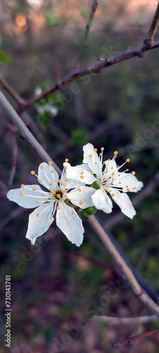 Apfelbaum, Blüte, Frühling (ID: 730143781)