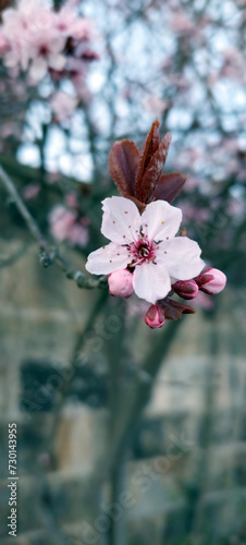 Kirschblüte Frühling (ID: 730143955)