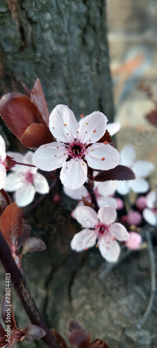 Kirschblüte Frühling (ID: 730144113)