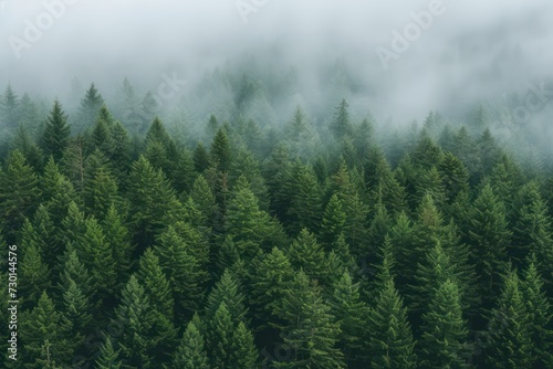 Green tree tops in fog, forest view from above. Generative AI © masharinkaphotos