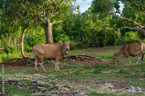 A serene rural scene with a tan cow, adorned with a bell and a blue halter, peacefully grazing in a green pasture. Lush trees provide a vibrant backdrop under a clear sky.