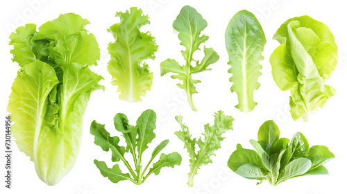 set of isolated salad leaves