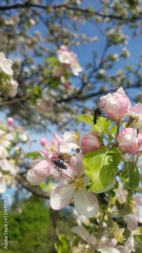Kirschblüte Frühling (ID: 730145199)