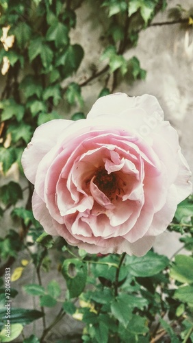 Rose Vintage Look (ID: 730145313)