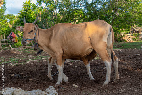 A tan cow with white legs and a bell around its neck stands in a farmyard.
