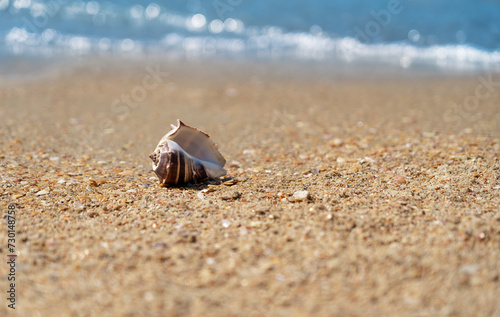 Sea shell on sand on coastline on background of blue sea on sunny summer day. Beach. Summer vacation, travel, holiday. Relaxation calm.