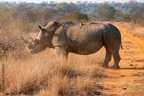 Southern White Rhino or Rhinoceros  South Africa