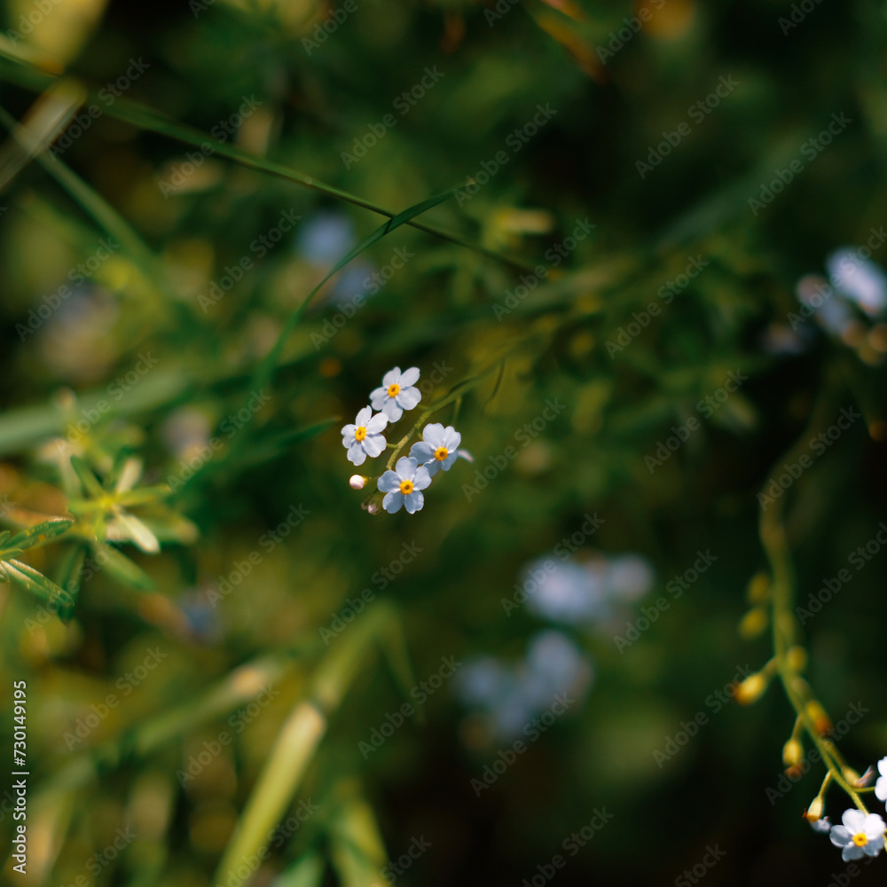 flower in the grass