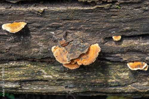 Stereum versicolor mushroom growing in the botanical garden photo