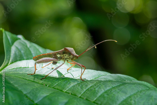 Eastern leaf-footed bug is one of the plant pests © Benno Putro