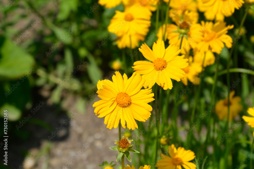 Star tickseed flowers Star tickseed flowers