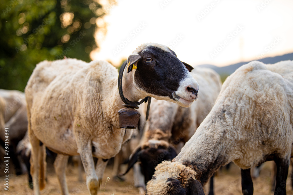 Obraz premium Group of white sheep close up portraits on defocused background field of yellow straw dry grass. One sheep with dark ears looking looking on the right