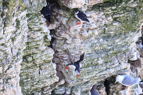 Puffins at Play: A Glimpse of Wildlife on Bempton Cliffs photo