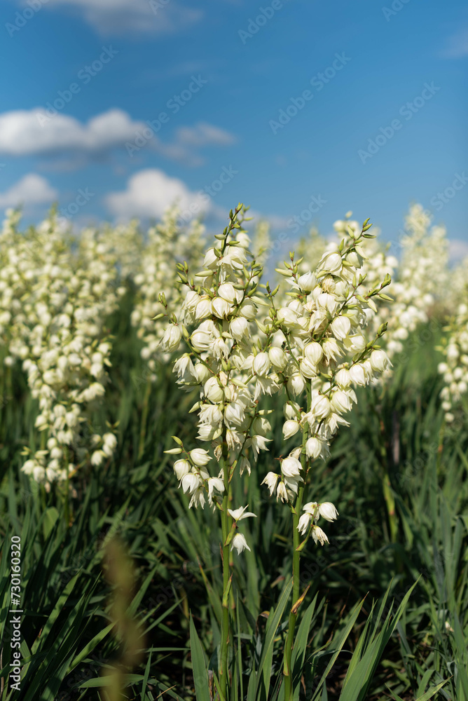 Many Yucca flower plants under a blue clear sky in a park outside the city Many Yucca flower plants under a blue clear sky in a park outside the city