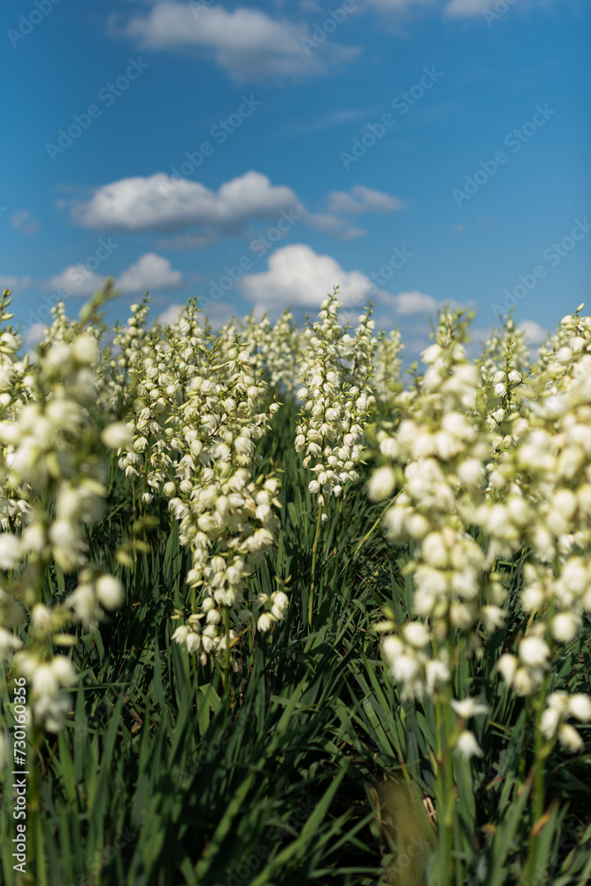 Many Yucca flower plants under a blue clear sky in a park outside the city Many Yucca flower plants under a blue clear sky in a park outside the city