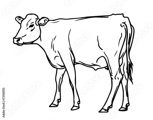 A line drawing black and white ink sketch of a cow