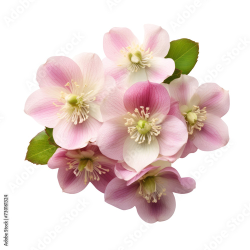 flower - Bubblegum Pink...Bouquet. Hellebore  Serenity and tranquility
